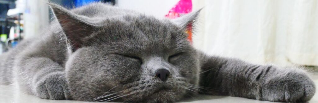 Maskering autisme illustreret af en kat, der flader ud af træthed