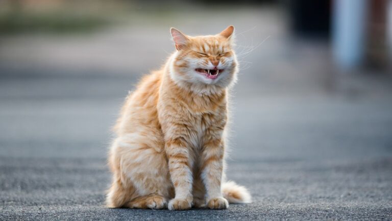 Autisme og smalltalk - illustreret med kat, der smiler kunstigt