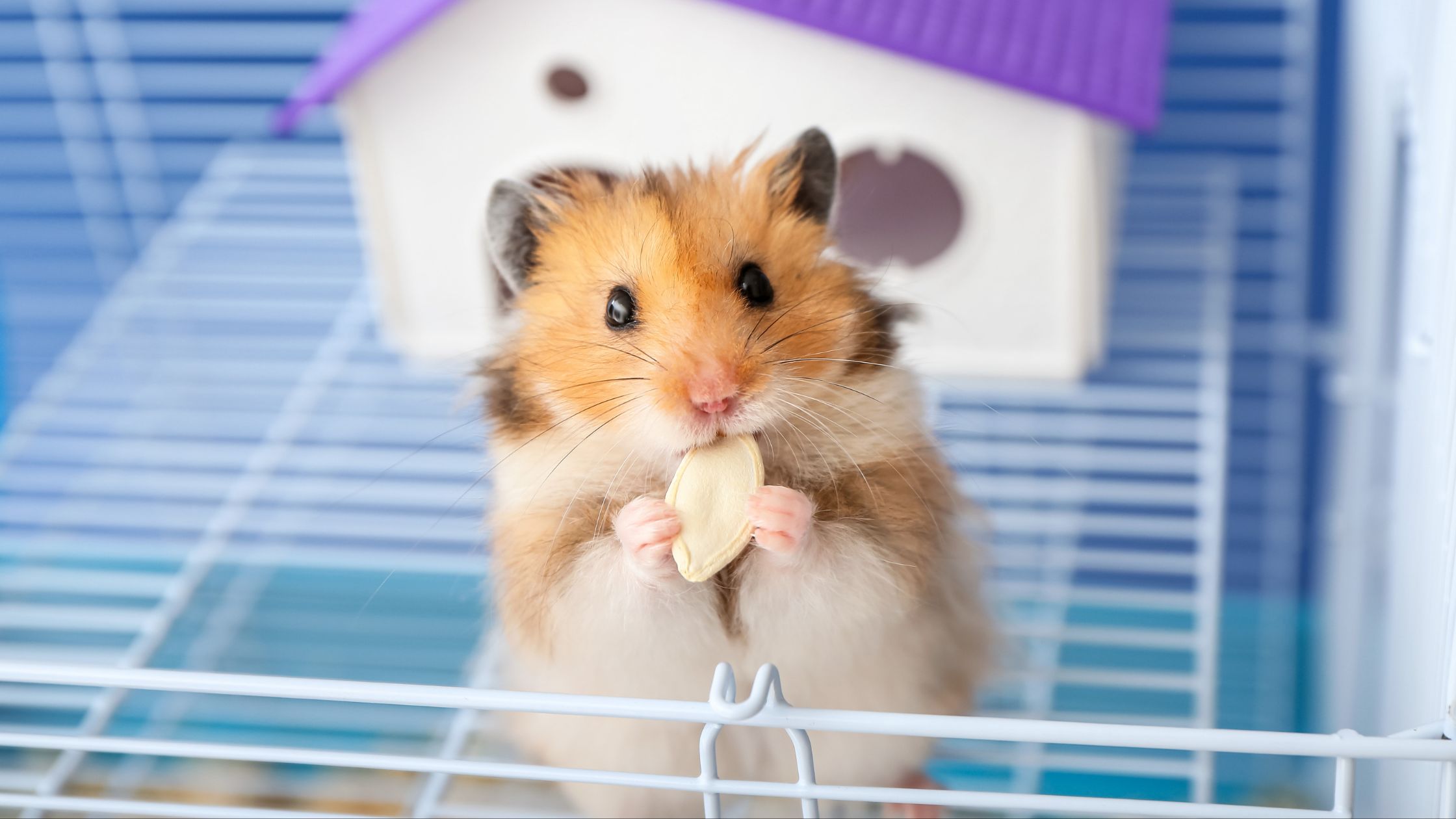 Hamster, der snacker, som billede på safe food i autisme