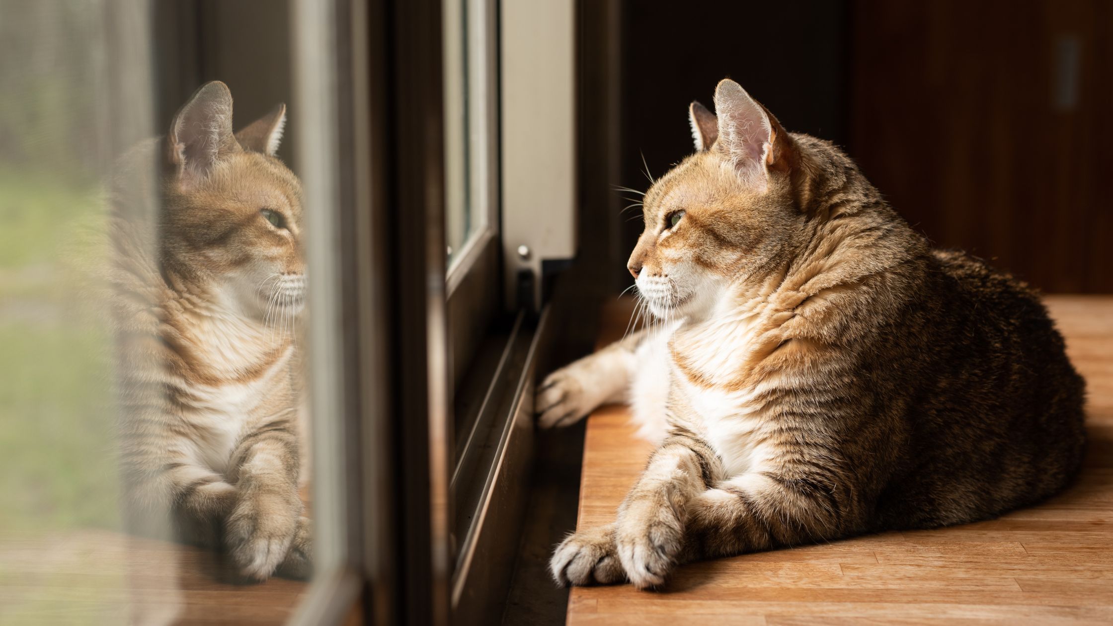 kat, der kigger ud af vinduet og venter som symbol på lang ventetid på udredning for autisme