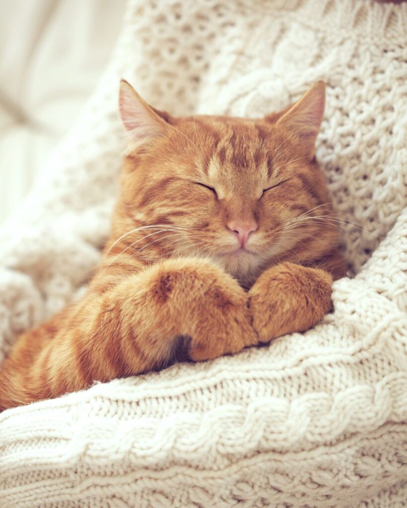 Kat, der putter sig i armen på en kvinde, som symbol på selvomsorg i en lang ventetid på udredning for autisme.