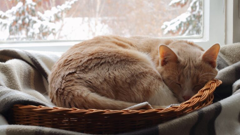 Kat, der ligger krøllet sammen og sover i sin kurv foran et vindue med sne udenfor i januar.