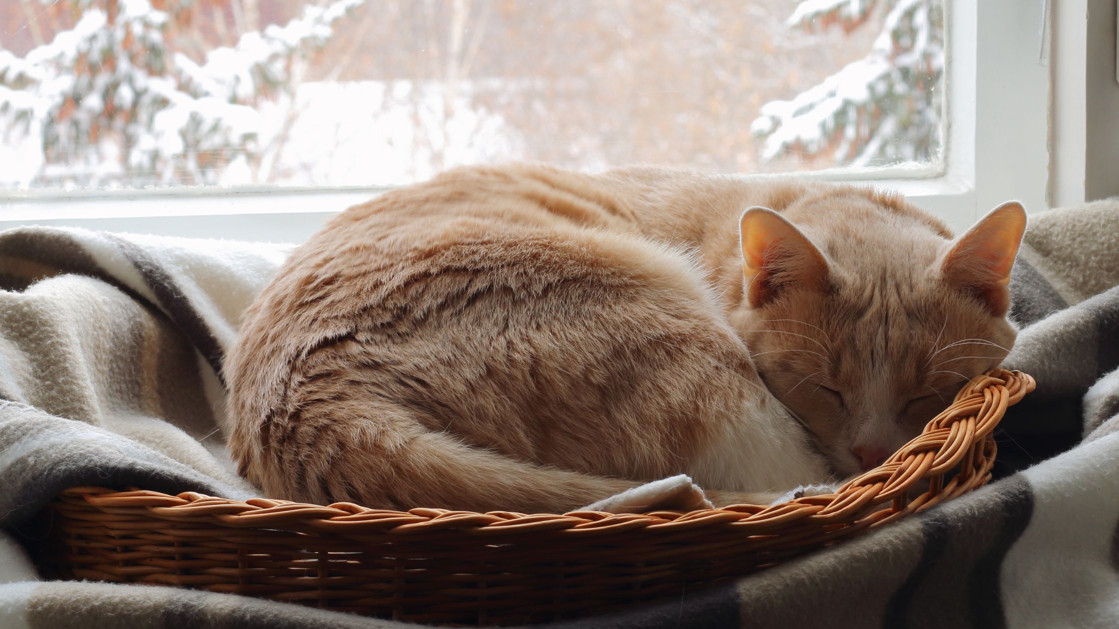Kat, der ligger krøllet sammen og sover i sin kurv foran et vindue med sne udenfor i januar.
