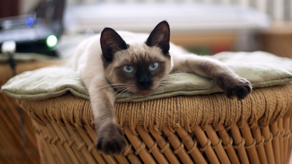 Kat der slapper af på maven, som billede på selvomsorg