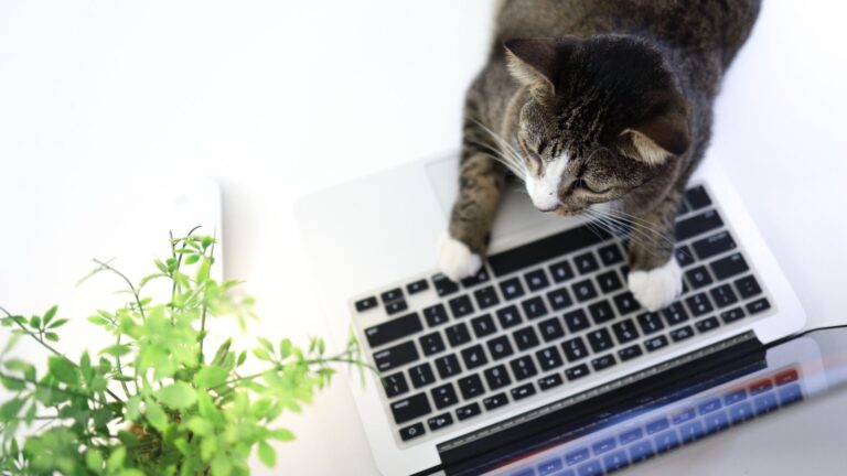 Kat der ligger ved bærbar PC set fra oven som billede på psykiater, der er i gang med en udredning for autisme