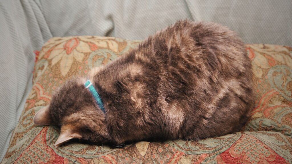 Kat, der ligger med hovedet ned i en pude og skjuler ansigtet som billede på nedsmeltning hos voksne med autisme