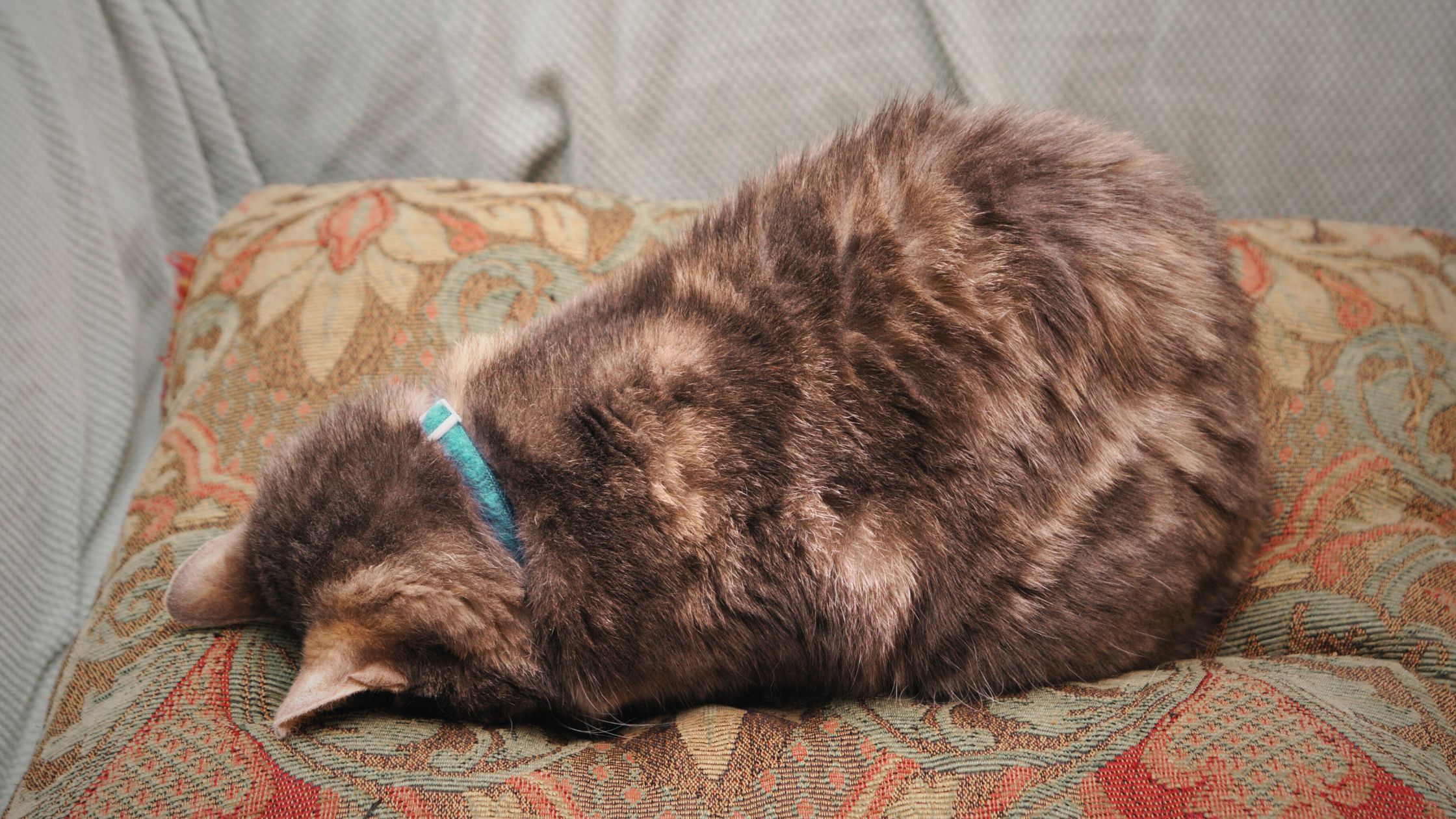 Kat, der gemmer ansigtet i en pude som billede på en nedsmeltning hos voksne med autisme/autistisk nedlukning.