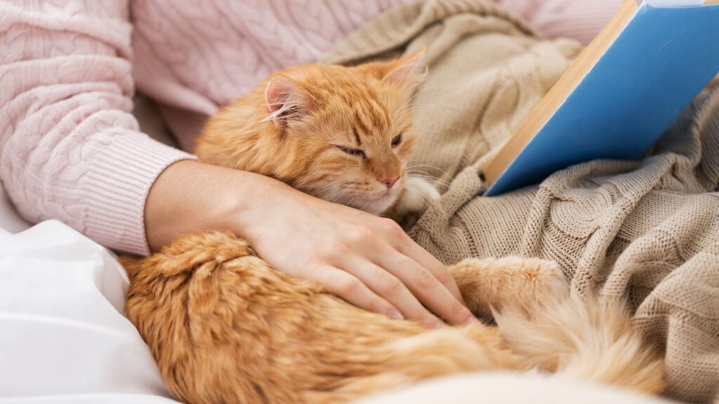 Langhåret rød kat, der ligger i seng tæt op ad en kvinde. Hun har et tæppe over sig og en åben blå bog i den ene hånd og holder om katten med den anden.