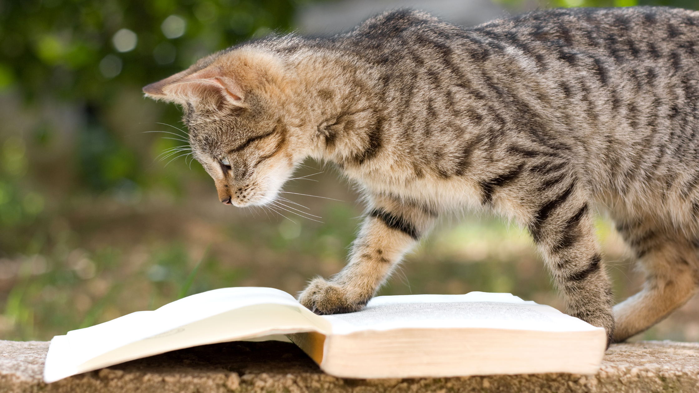 Gråstribet ungkat, der går oven på en åben bog - som billede på bøger om autisme