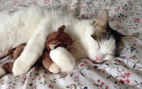 Sovende kat som billede på Nordisk Puls-erfaring til nemmere at falde i søvn