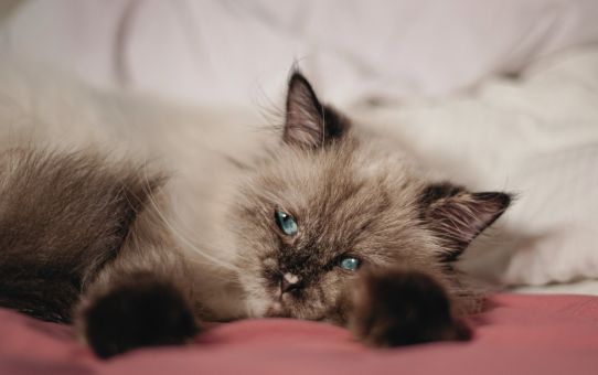 Langhåret kat, der stirrer træt ud i luften som billede på, at søvn & autisme ikke går hånd i hånd.