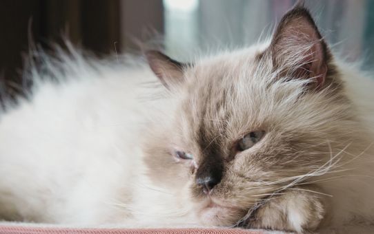 Langhåret kat, der hviler sig med et træt udtryk, som billede på, at autisme & søvn ofte ikke går hånd i hånd.