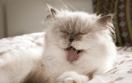 Gabende perserkat som billede på, at søvn & autisme ikke altid går hånd i hånd