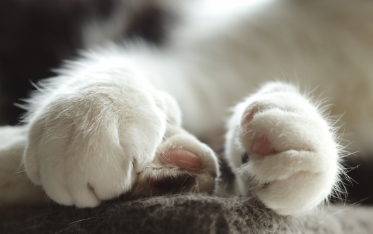 Close-up foto af hvide kattepoter som metafor for skin picking