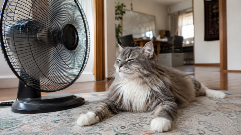 Gråstribet langhårskat der ligger foran en ventilator som billede på varme og autisme